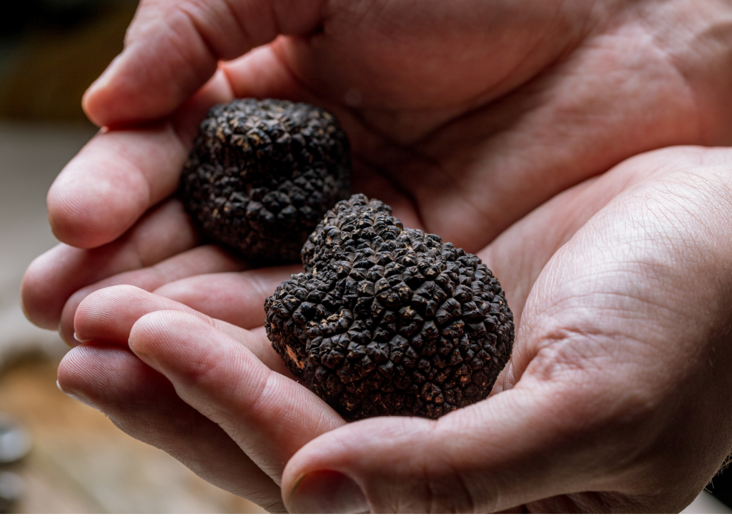 Hand holding Truffle mushrooms